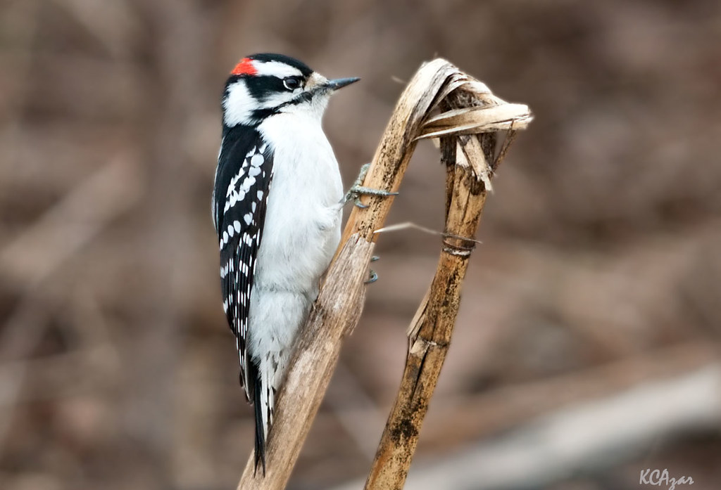 Downy Woodpecker Flickr