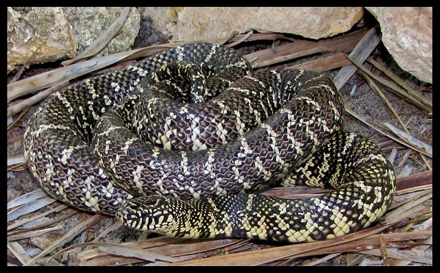 Florida king snake a photo on Flickriver