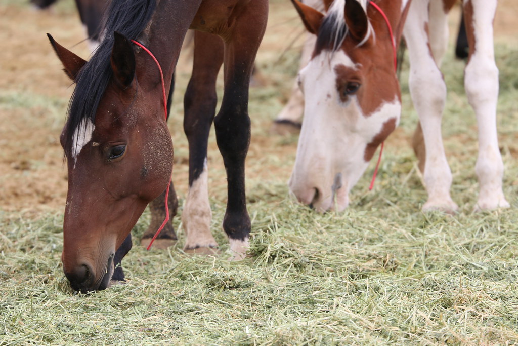 Oregon's Wild Horse Corral Facility Wild horses eat, play,… Flickr