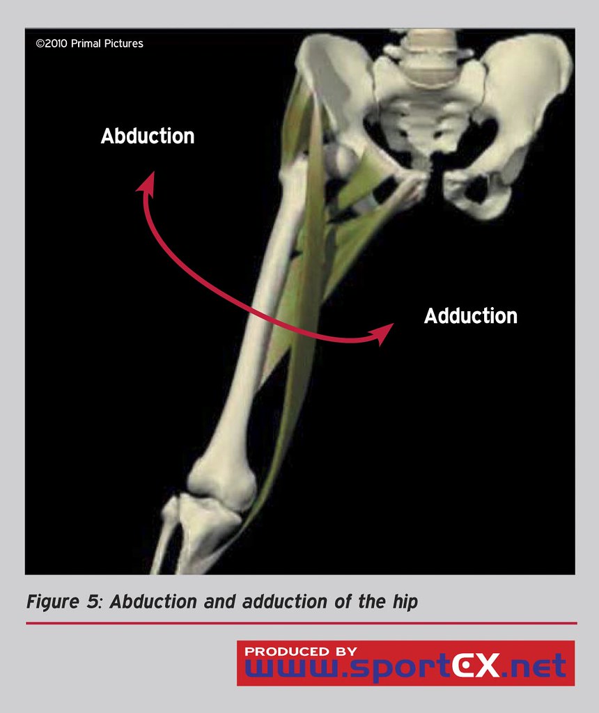 Abduction and adduction of the hip sportEX medicine 2011;4… Flickr