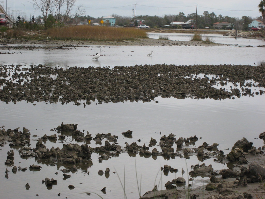 Low Tide The tide was very low in Galveston Bay when I vis… Flickr