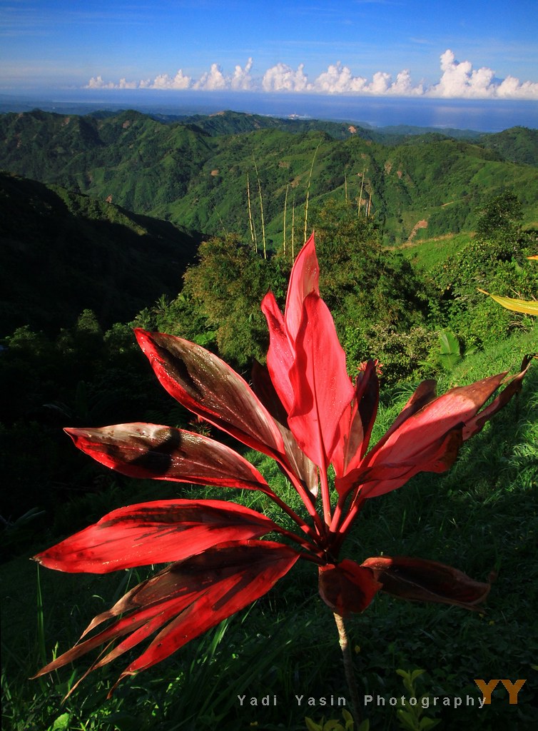 Flower in Cebu Flower in highland Cebu. __________________… Flickr