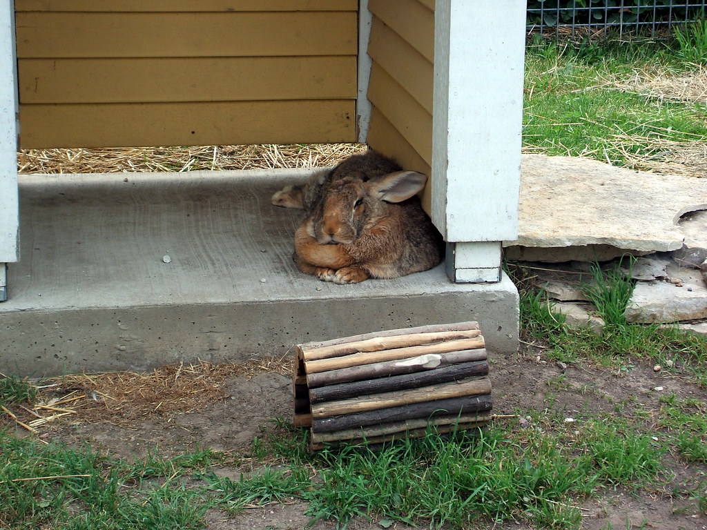 The Fattest Rabbit in the World robgsummers Flickr