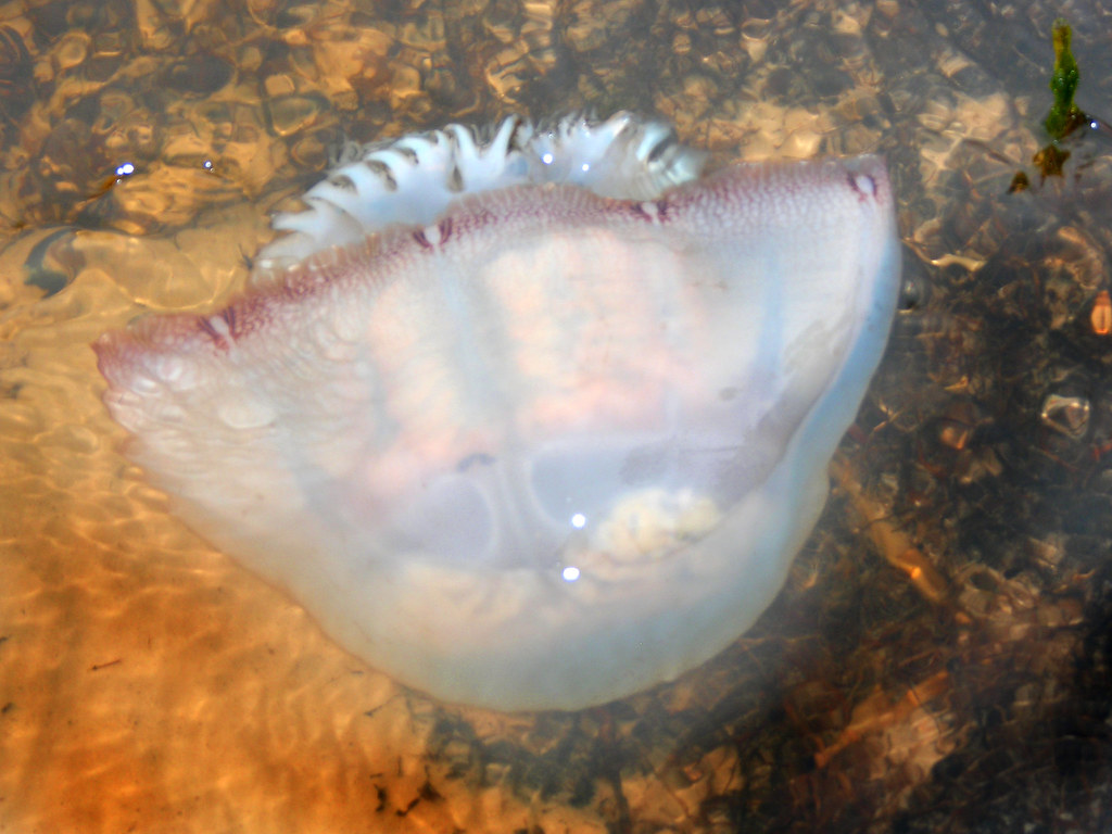 Sandestin 060 w Jellyfish in Horseshoe Bayou s_list Flickr