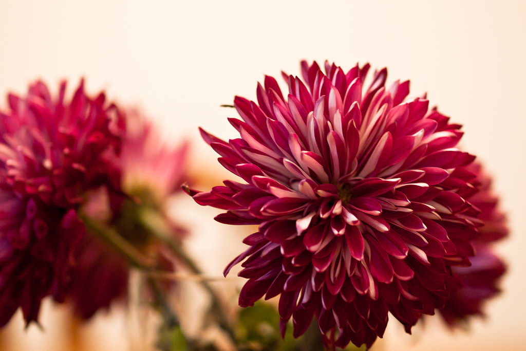 Purple Flower Quartet Gratuitous flower shot Flickr