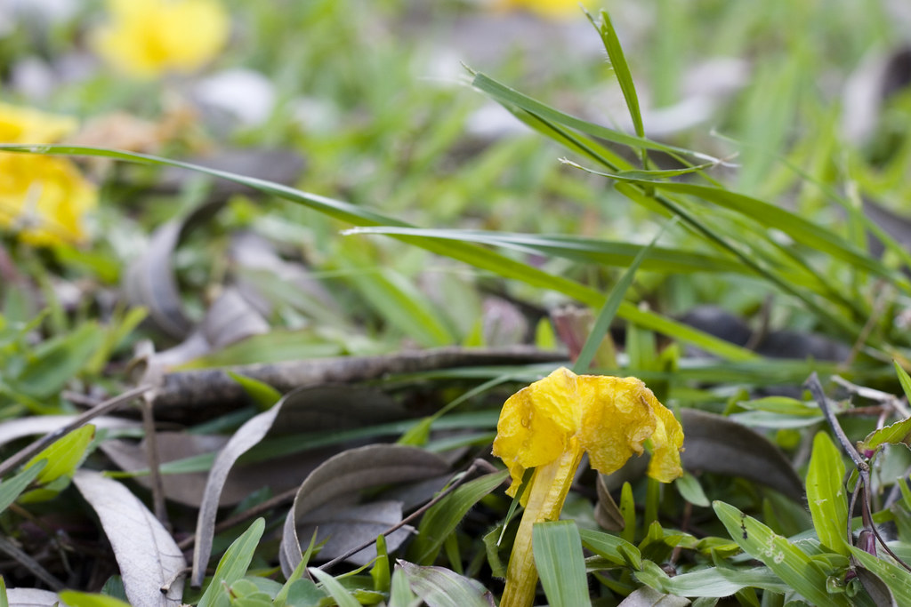 Trampled Flowers People trample over flowers, yet only To … Flickr