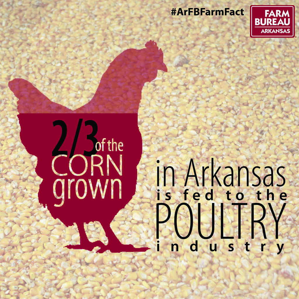 Farm Fact Friday 2/3 of the corn grown in Arkansas is fed … Flickr