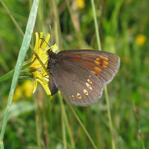 Erebia alberganus Almondeyed Ringlet Over 7 million views! Flickr