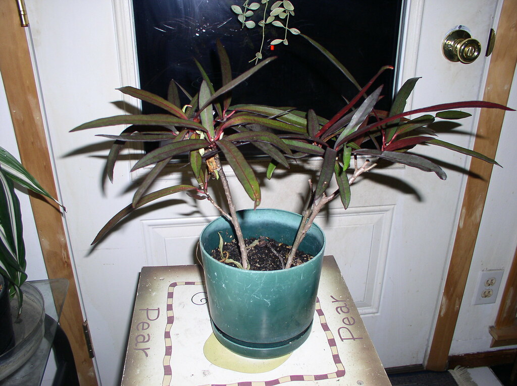 Croton 4yrold Croton, bought at Jewel for 1.00 in 4" pot… Flickr