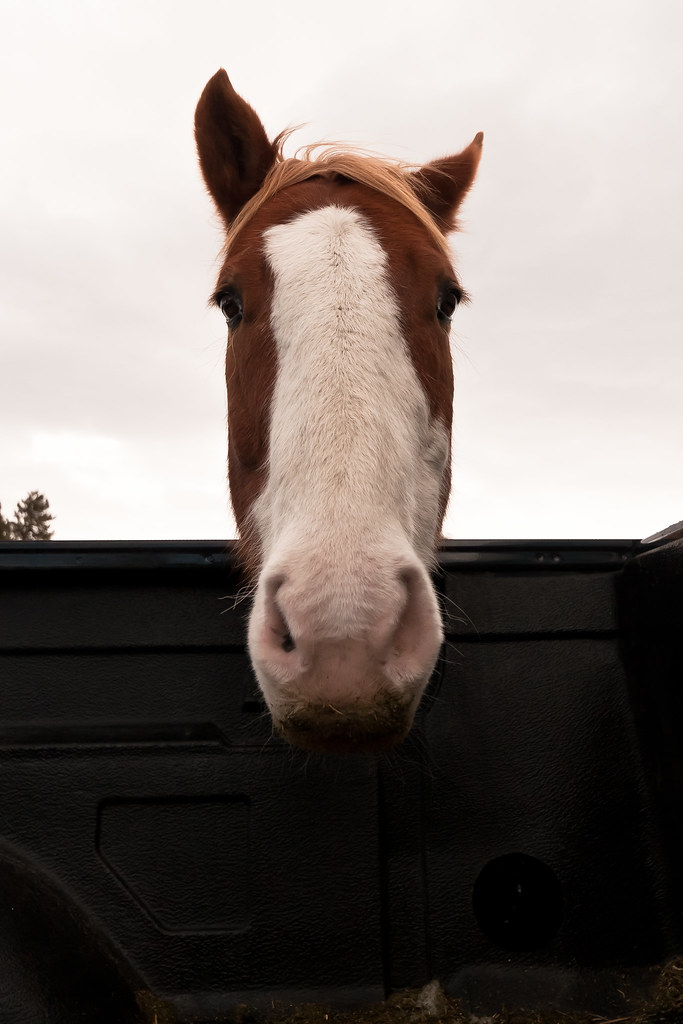 Curious Horse The shutter clicks of my camera incited the … Flickr