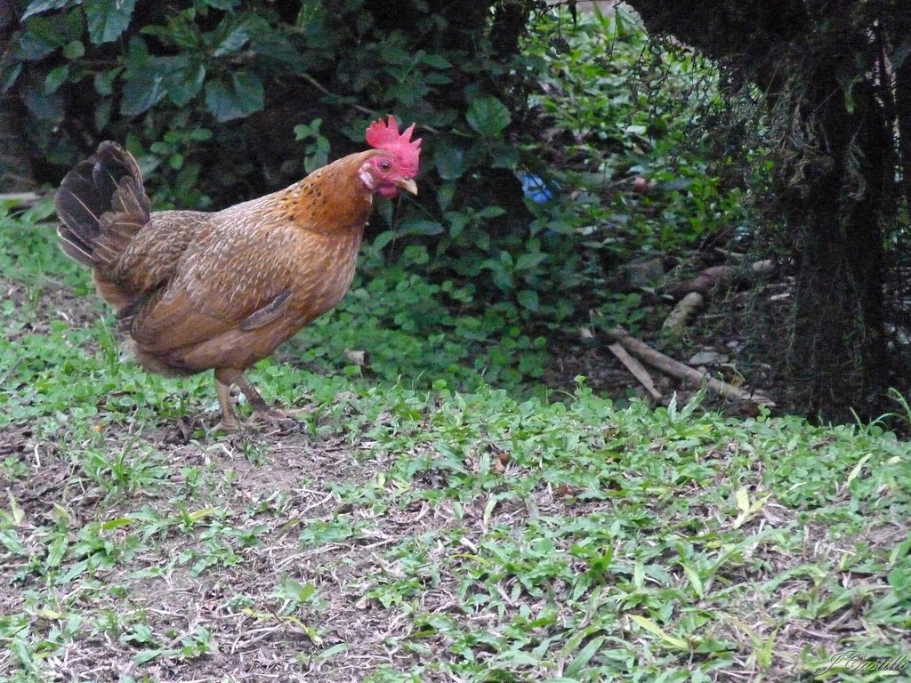 Gallina Una Gallina en el patio de mi casa Javier Castillo Flickr