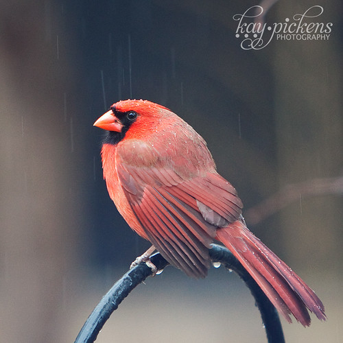 Cardinal in the Rain male cardinal in the rain Kay Pickens Flickr