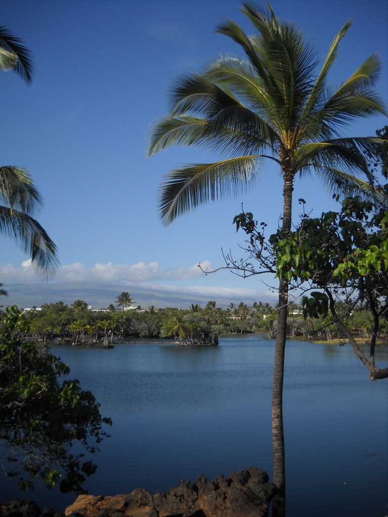 fish ponds mauna lani honey k 100 Flickr