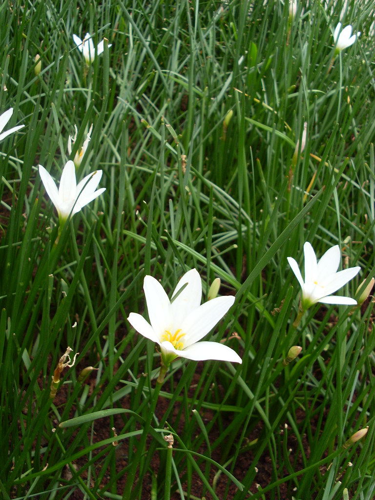 flowers vida agustin Flickr