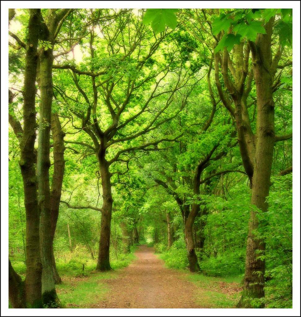 Shaw wood..Armthorpe. Trees enter into the lives of us all… Flickr