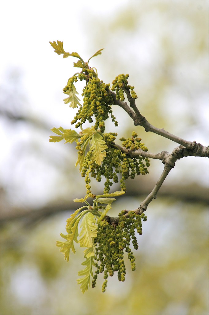 Bur Oak Catkins Quercus macrocarpa Dan Mullen Flickr