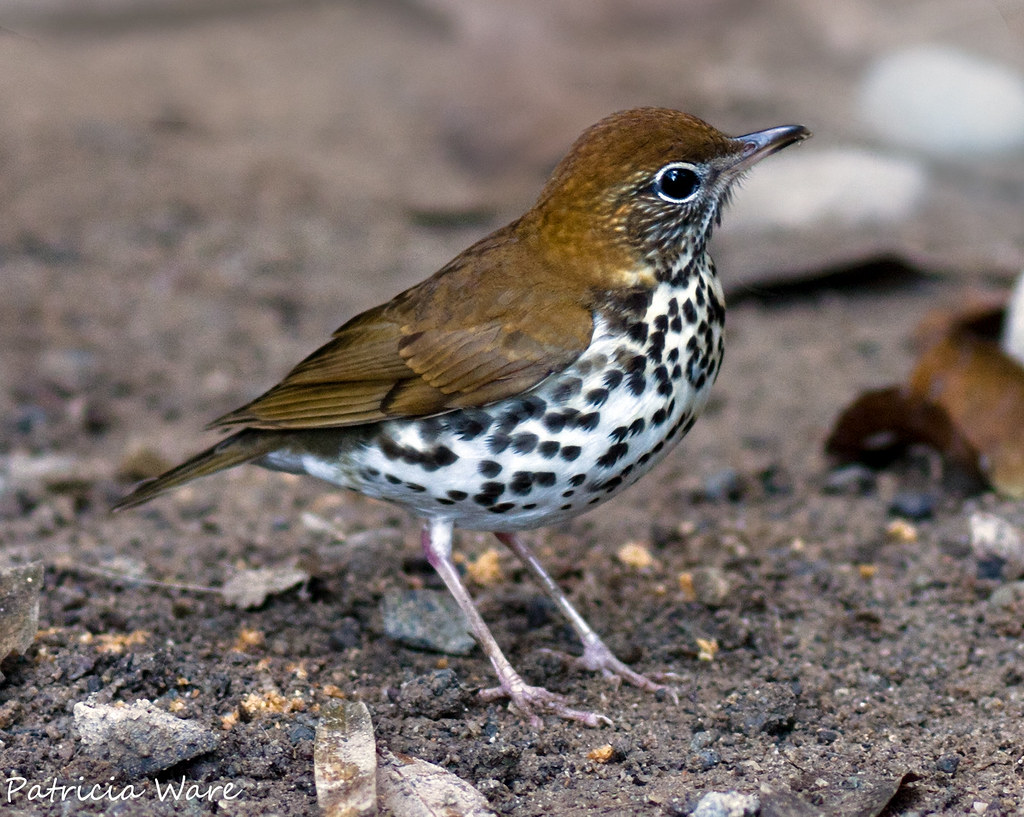 Wood Thrush (Hylocichla mustelina) Although this bird is c… Flickr