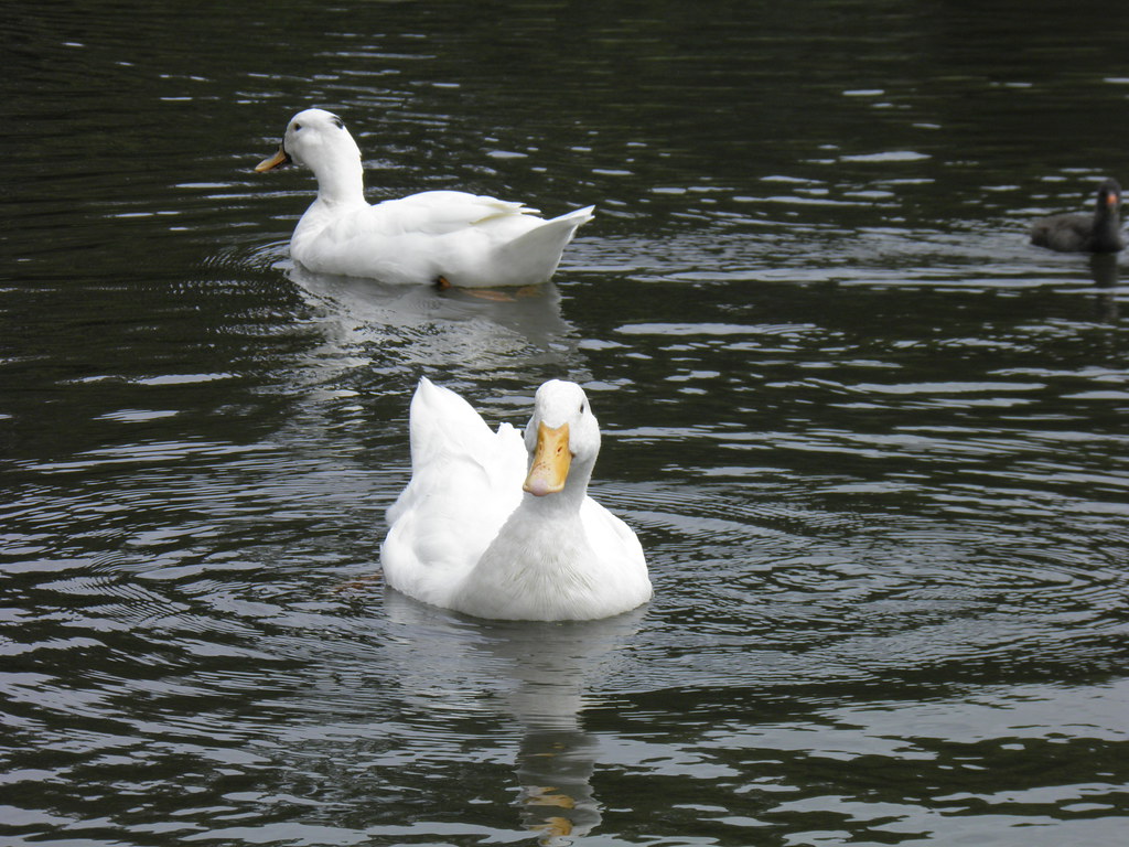 Ducks Victoria Park Broadway Sydney Paul Thompson Flickr