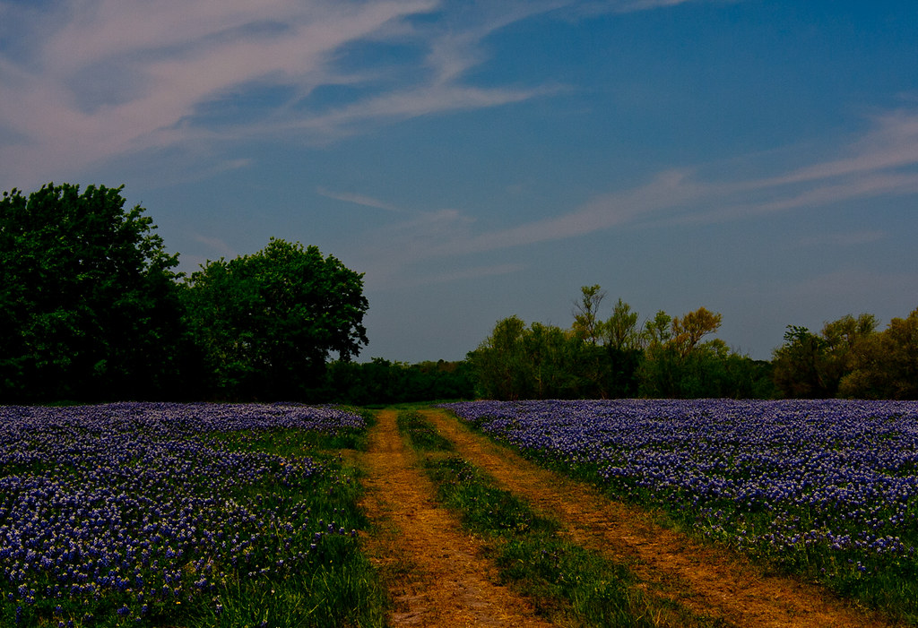 Highway A field of near Kemp, Texas… Flickr