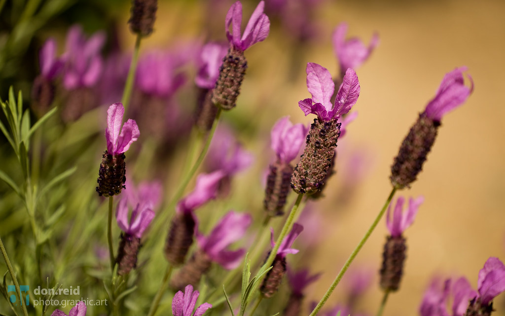 24th and h 95816 the smell of lavender is everywhere thi… Flickr