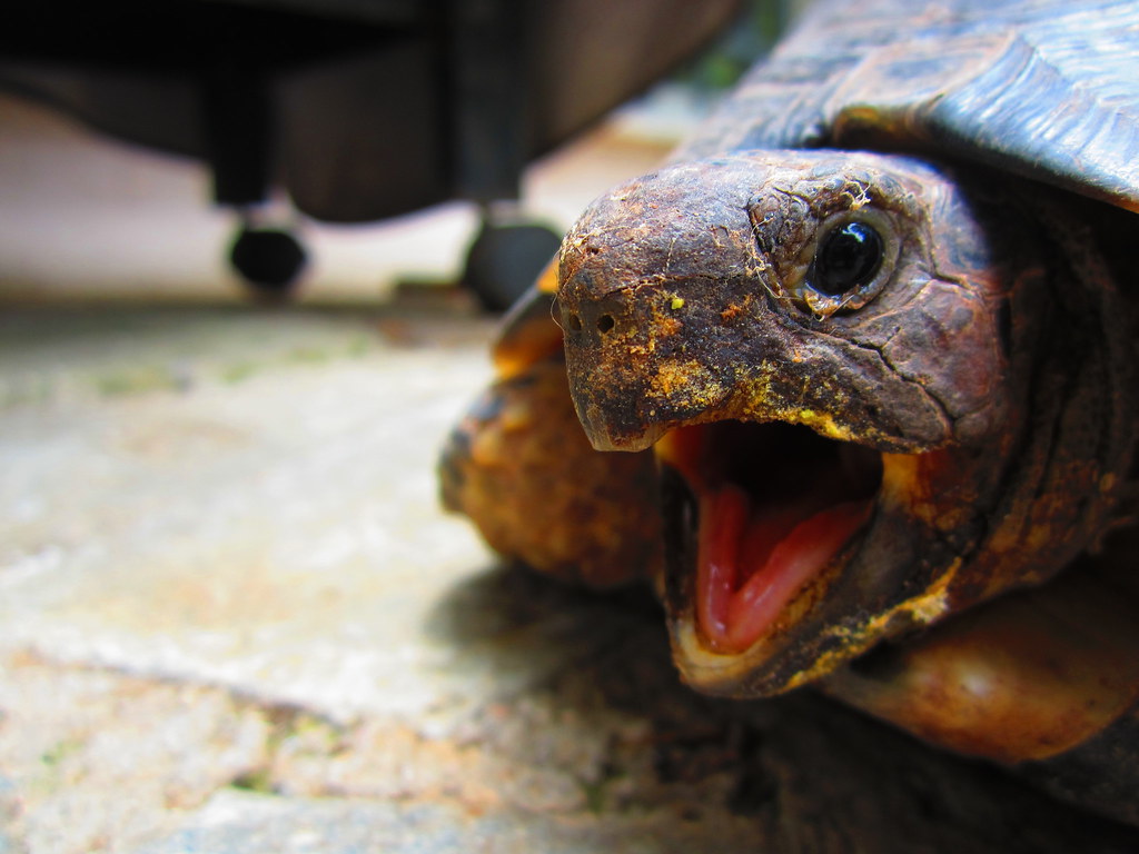 Screaming Turtle Open mouth. Different from my other