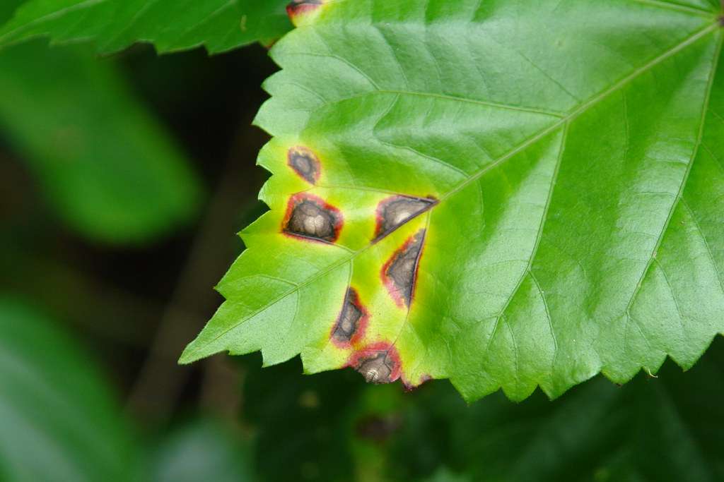 Hibiscus Bacterial leaf spot caused by Pseudomonas cichor… Flickr