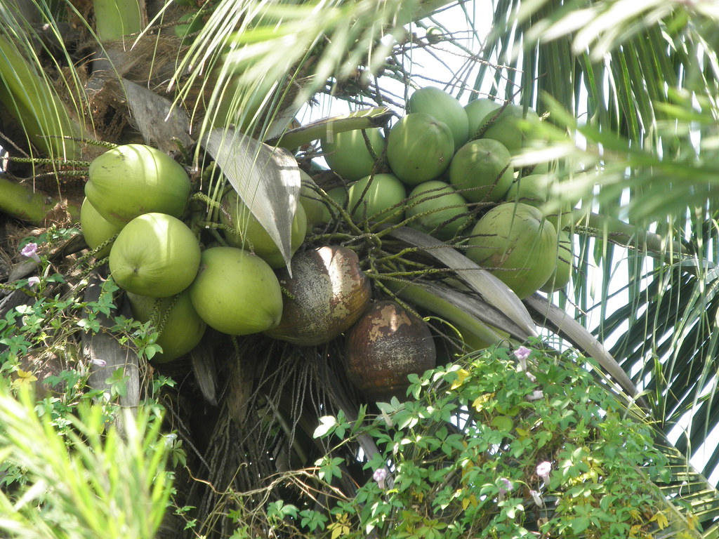 Malayan Green Dwarf Coconuts (Very Sweet) In Malaysia Flickr