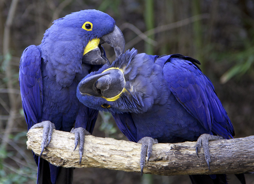 Blue Macaw Pair Blue Macaws Fort Worth Zoo Sean Taylor Flickr