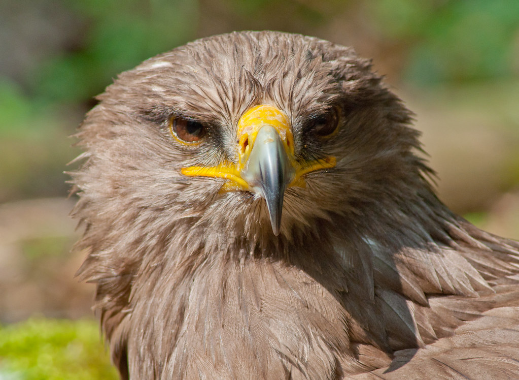 Rutland Falconry and Owl Centre Flickr
