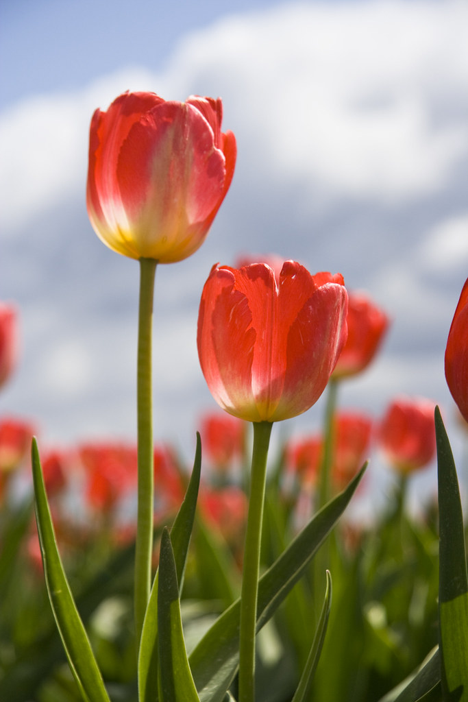 Spring is here! I love spring flowers Devon D'Ewart Flickr