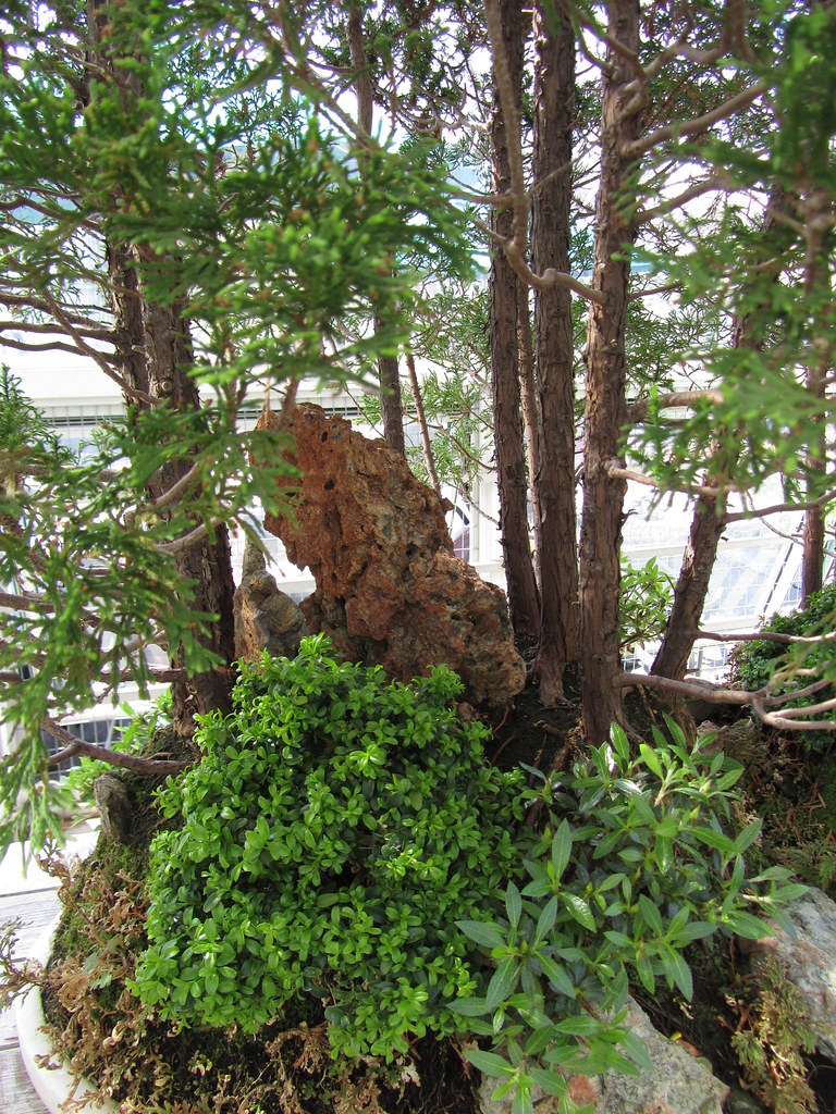 Detail of the Atlantic White Cedar Bonsai Chamaecyparis th… Flickr