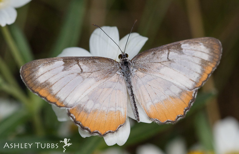 30 Butterfly Species in South Dakota Insectic