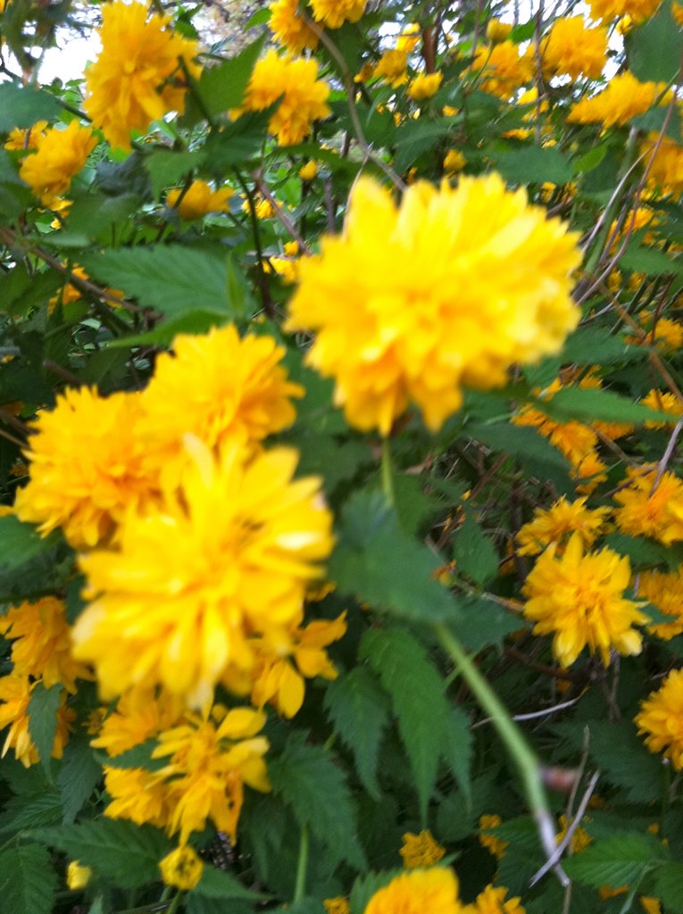 Spring! Yellow flowers in the back yard geosteph Flickr