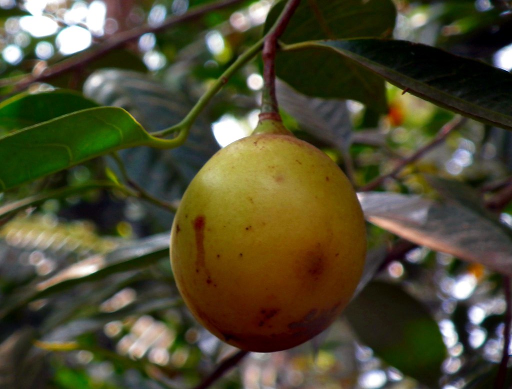 Nutmeg ( Jathikkaml)1 The nutmeg (Hindi जायफल) tree is a… Flickr