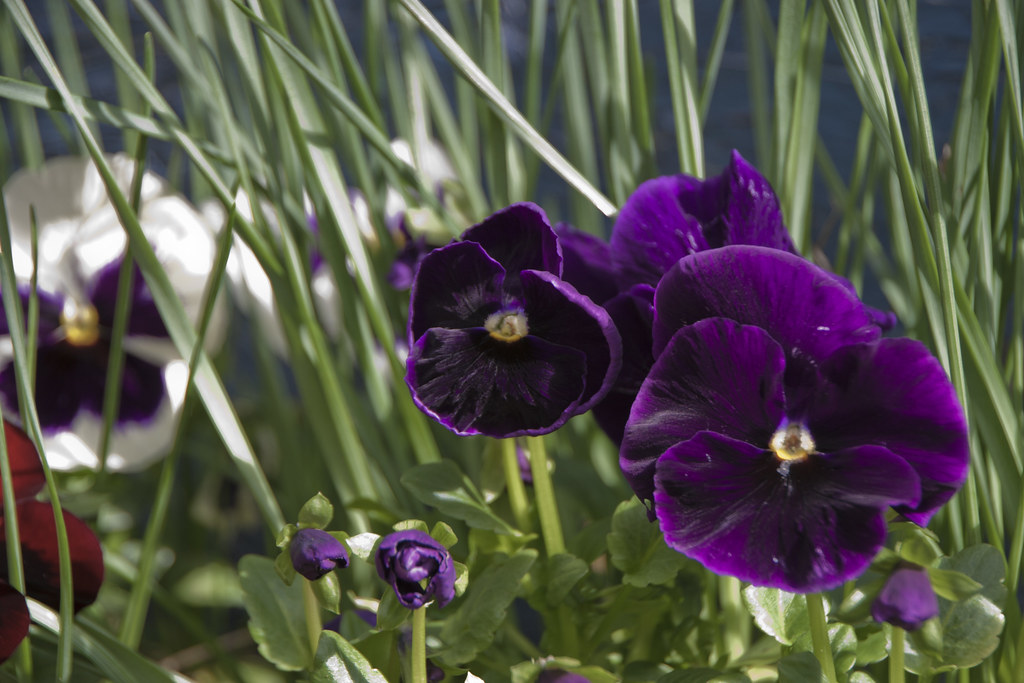 pansies john Flickr
