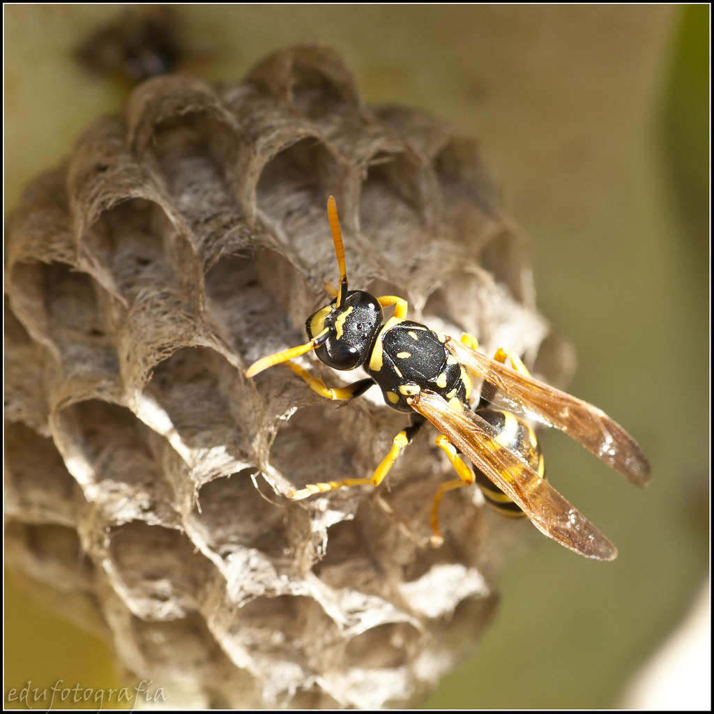 Véspido... Avispa Los véspidos (Vespidae) son una familia … Flickr