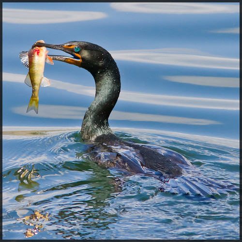 Doublecrested Cormorant, The Reservoir, Central Park, NY Flickr