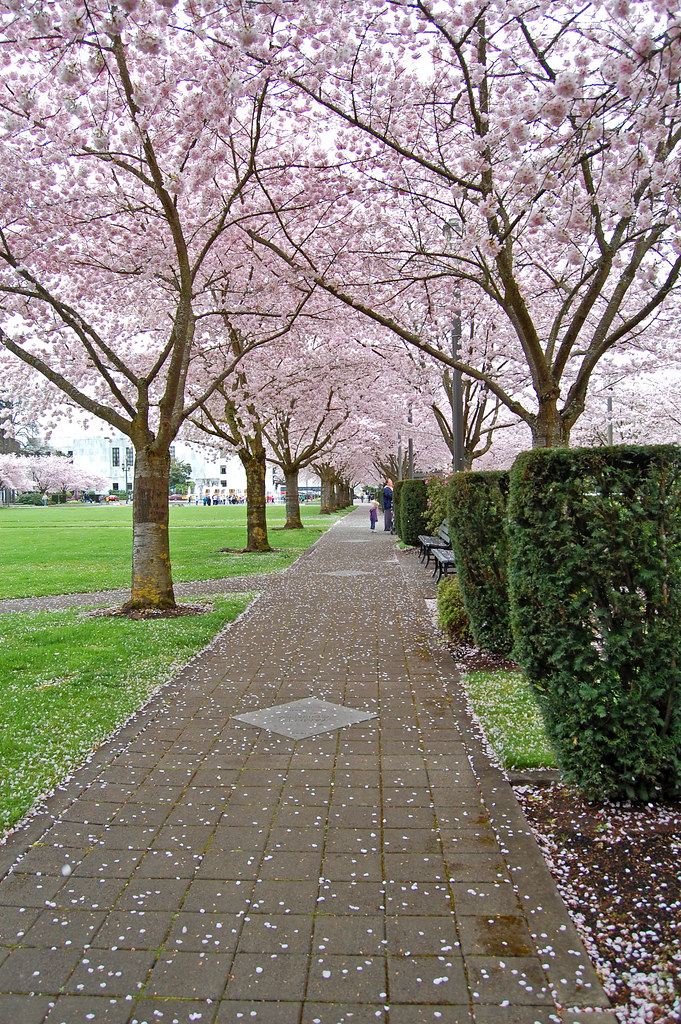 Salem Oregon Cherry Path Salem Oregon Cherry Blossoms Flickr