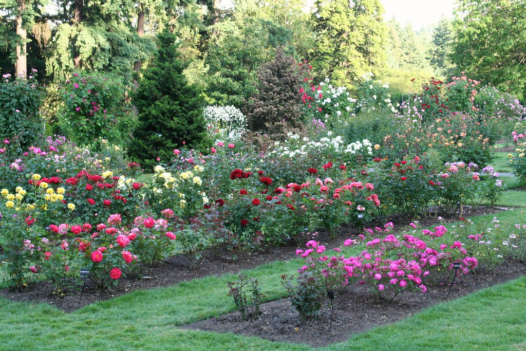 Rose Plot A plot of awardwinning roses at the Internation… Flickr