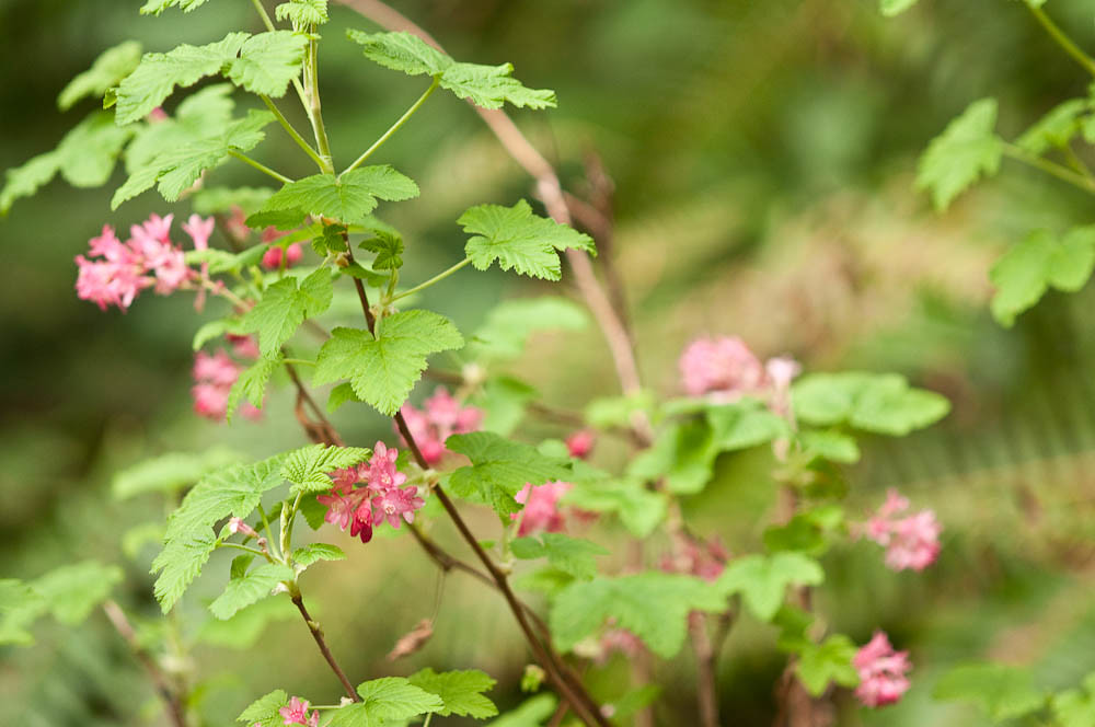 Redflowering currant (Ribes sanguineum) Meadowdale County… Flickr