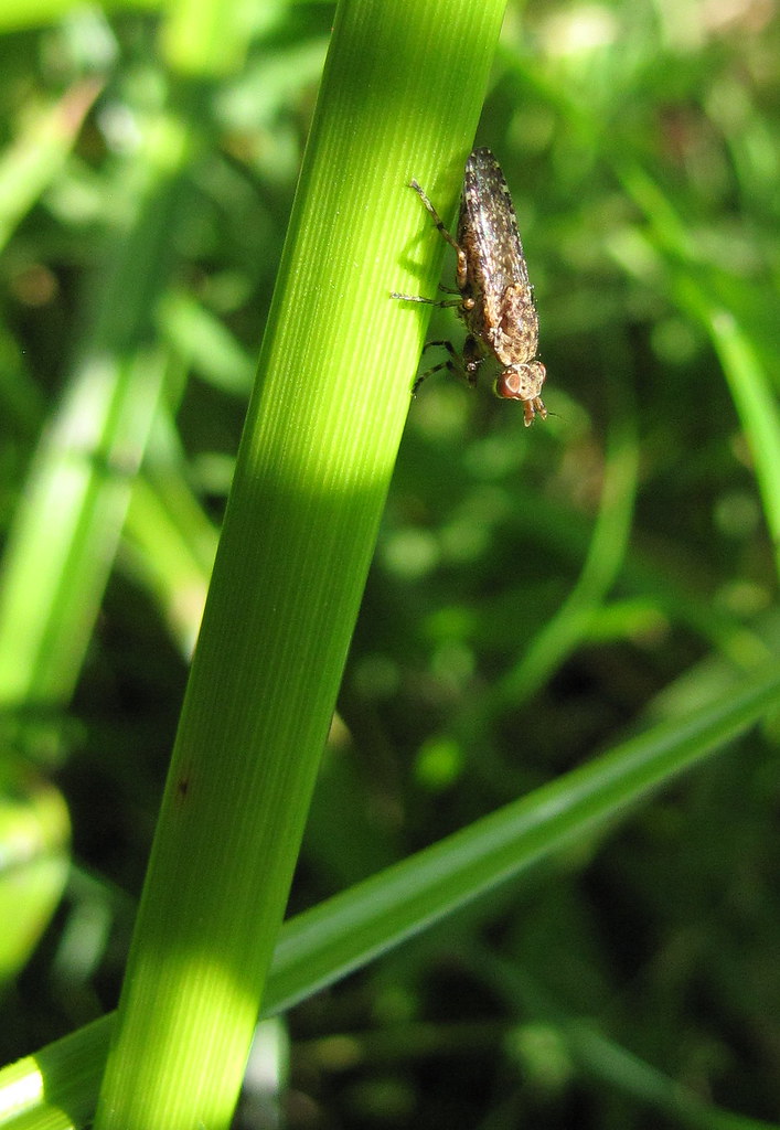 Marsh Fly Marsh flies are amazing animals. The larvae of m… Flickr