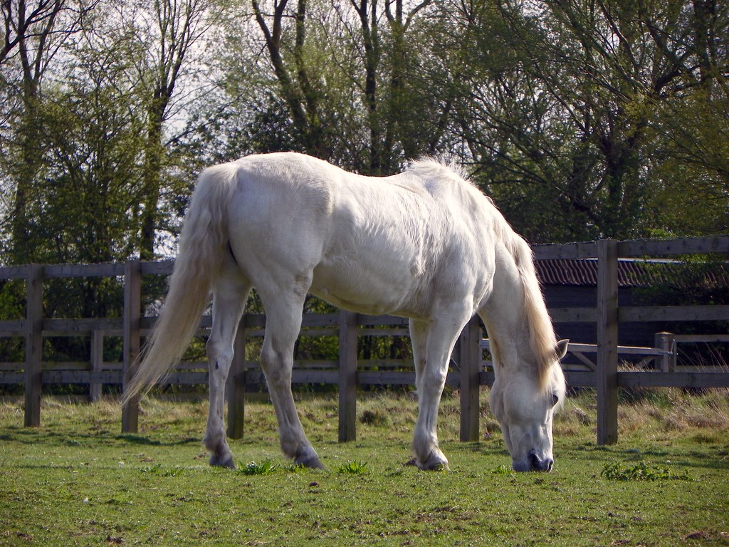 White horse White horse near Norton Mill, Hertfordshire, 7… Flickr
