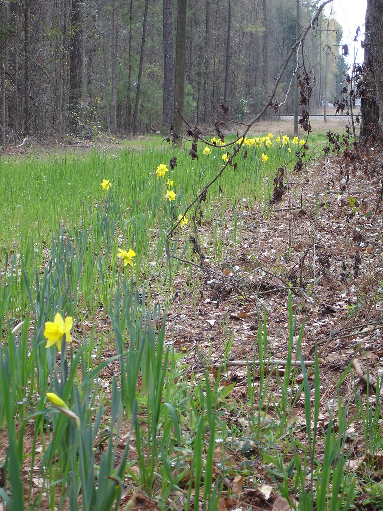 Golden Days, Town & Country GC, Sandersville, GA I was the… Flickr