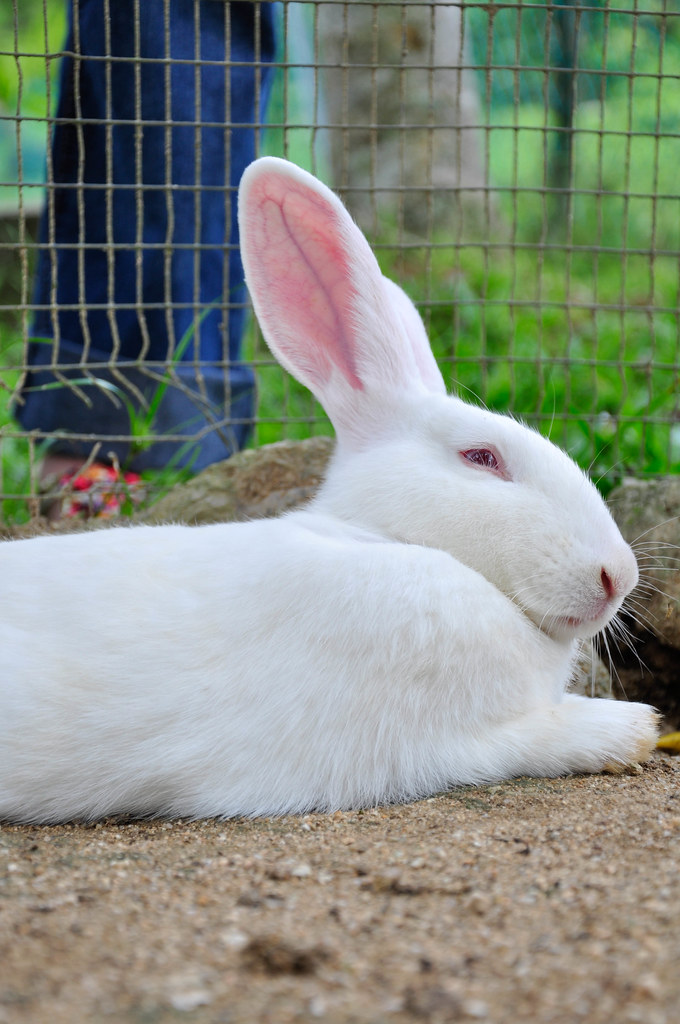 Rabbit Farm 养兔场 Bukit Tinggi, Pahang 武吉丁宜高原彭亨州 青蛙 Frog Flickr
