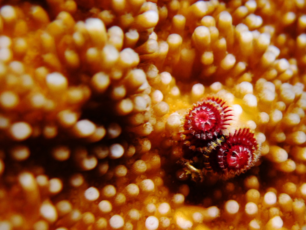 Undersea Flowers 1 Canon D10, Underwater This little poin… Flickr