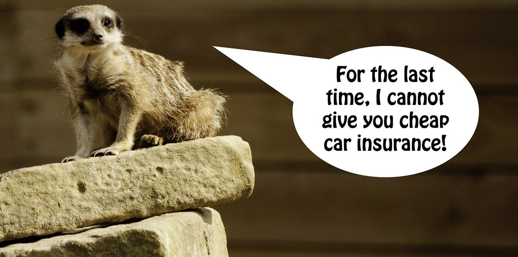 Meerkat Insurance Naomi Dunwell Flickr