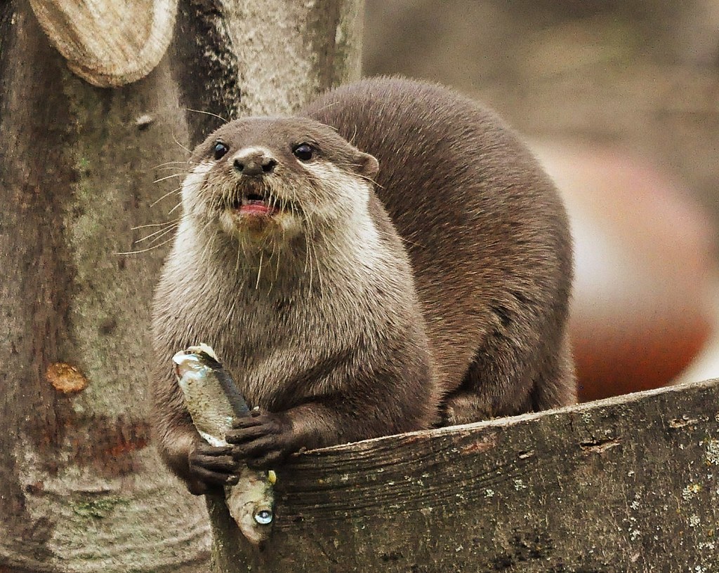 Asian ShortClawed Otter Rod gets his dinner at WWT. Flickr