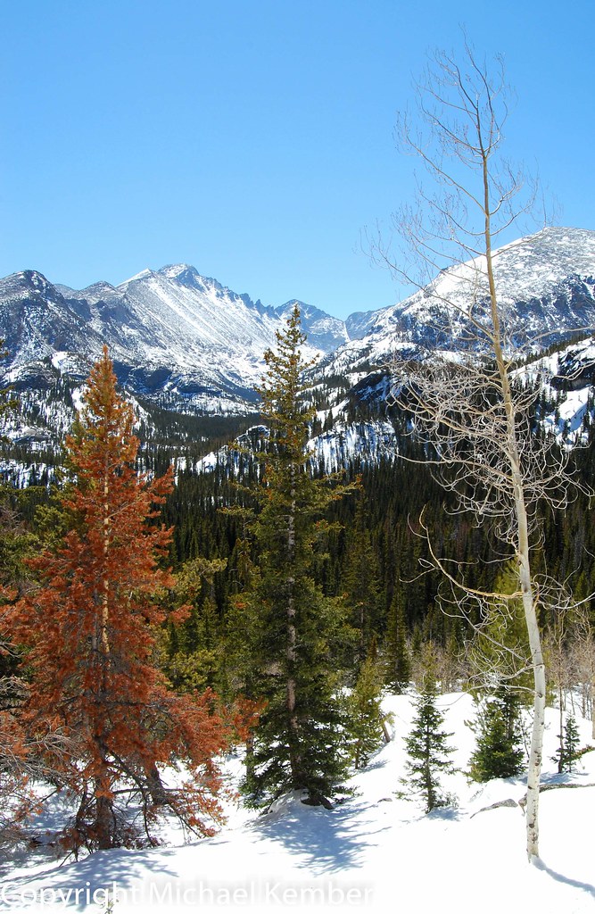 Winter trees Rocky Mountain National Park, Colorado. Mike Kember