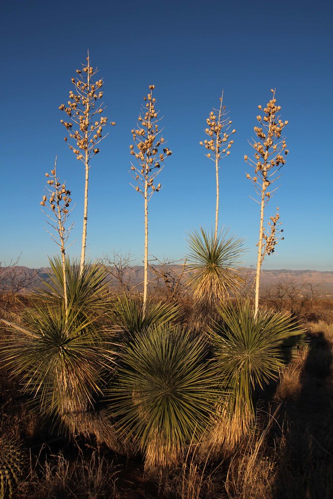 Soaptree Yucca (Yucca elata Palmilla); S of San Manuel, … Flickr