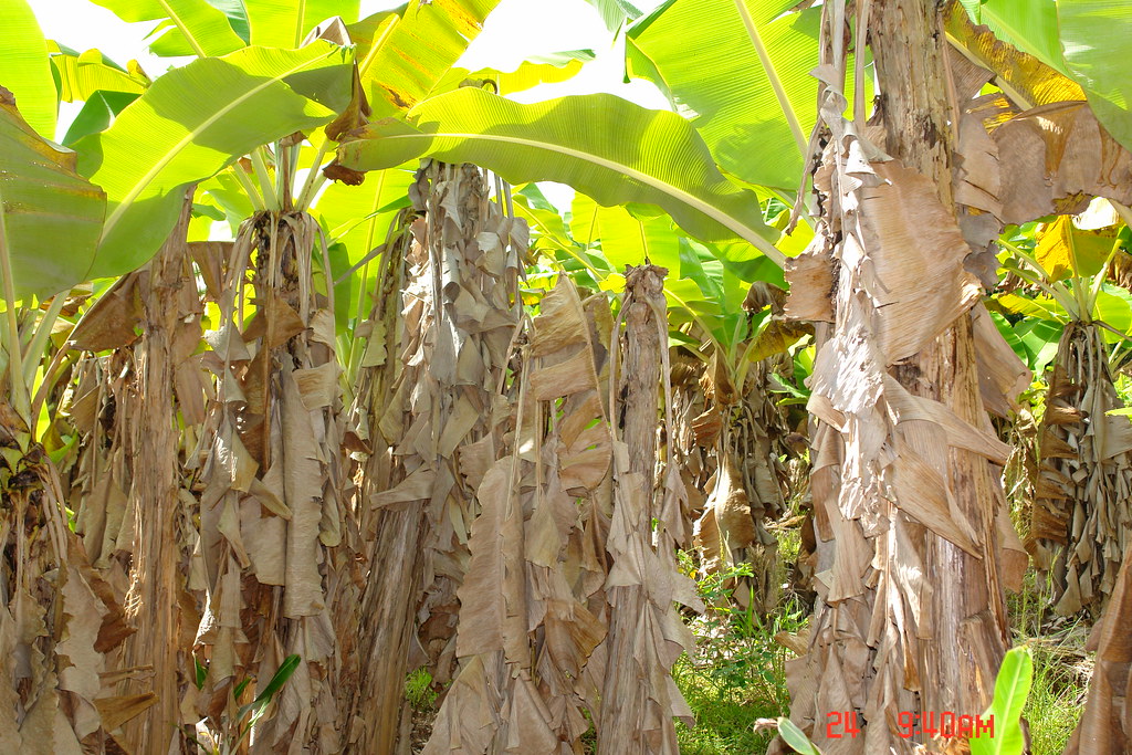 DSC03153 Decline of banana plants infected by Marasmiellus… Flickr